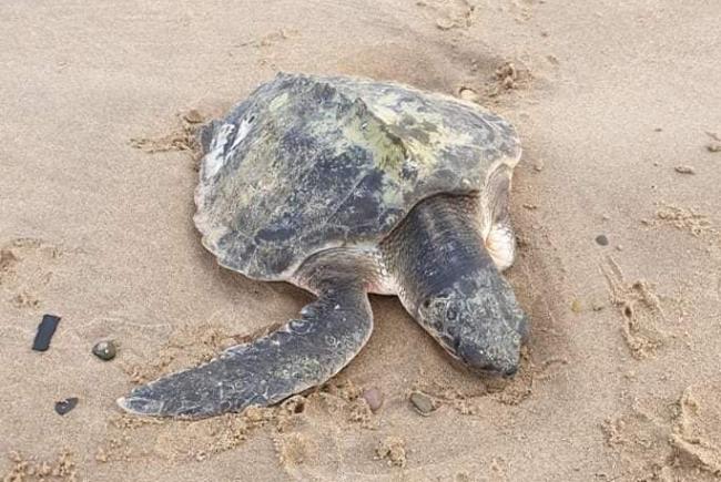 The turtle washed up alive on Talacre beach.