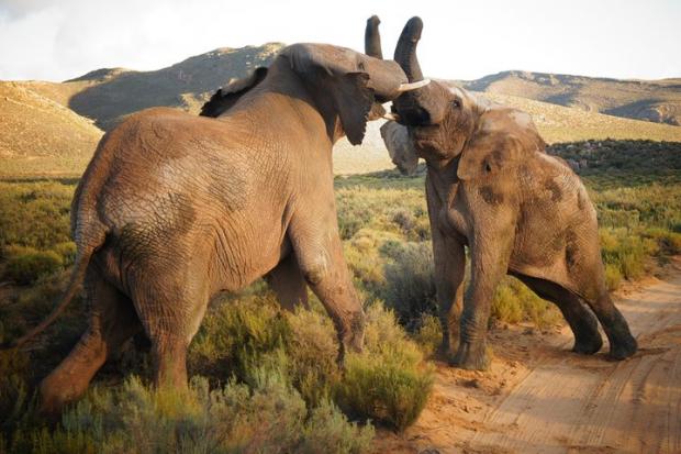 The Leader: Elephants at the Big Five Safari experience. Credit: TripAdvisor