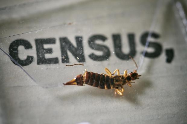 The Leader: An insect, which died at some point in the last 100 years, being removed from the pages of the 1921 Census at the Office for National Statistics (ONS) near Southampton. Photo via PA.
