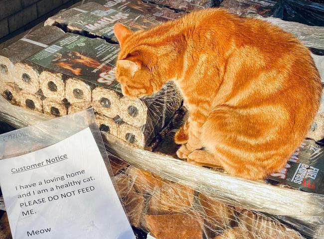 Thomas tries his best to read the notice outside Tesco store in Mold. PIC: John Muscott.