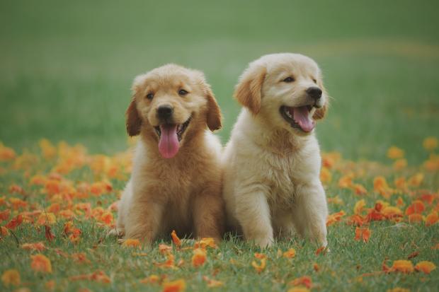 The Leader: Two Labrador puppies in a meadow. Credit: Canva