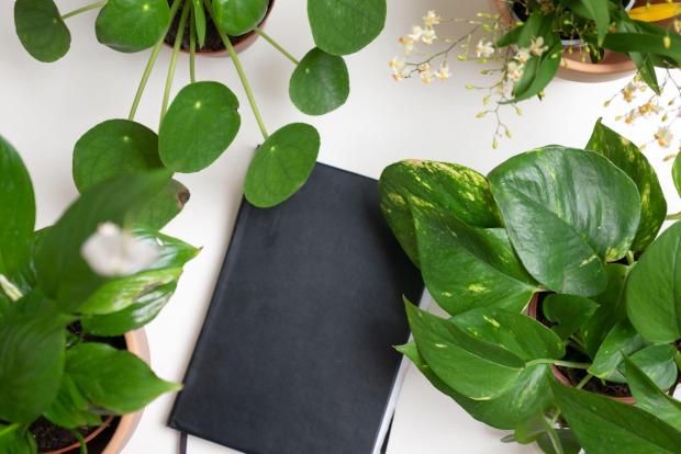 The Leader: A black notebook surrounded by indoor plants. Credit: PA
