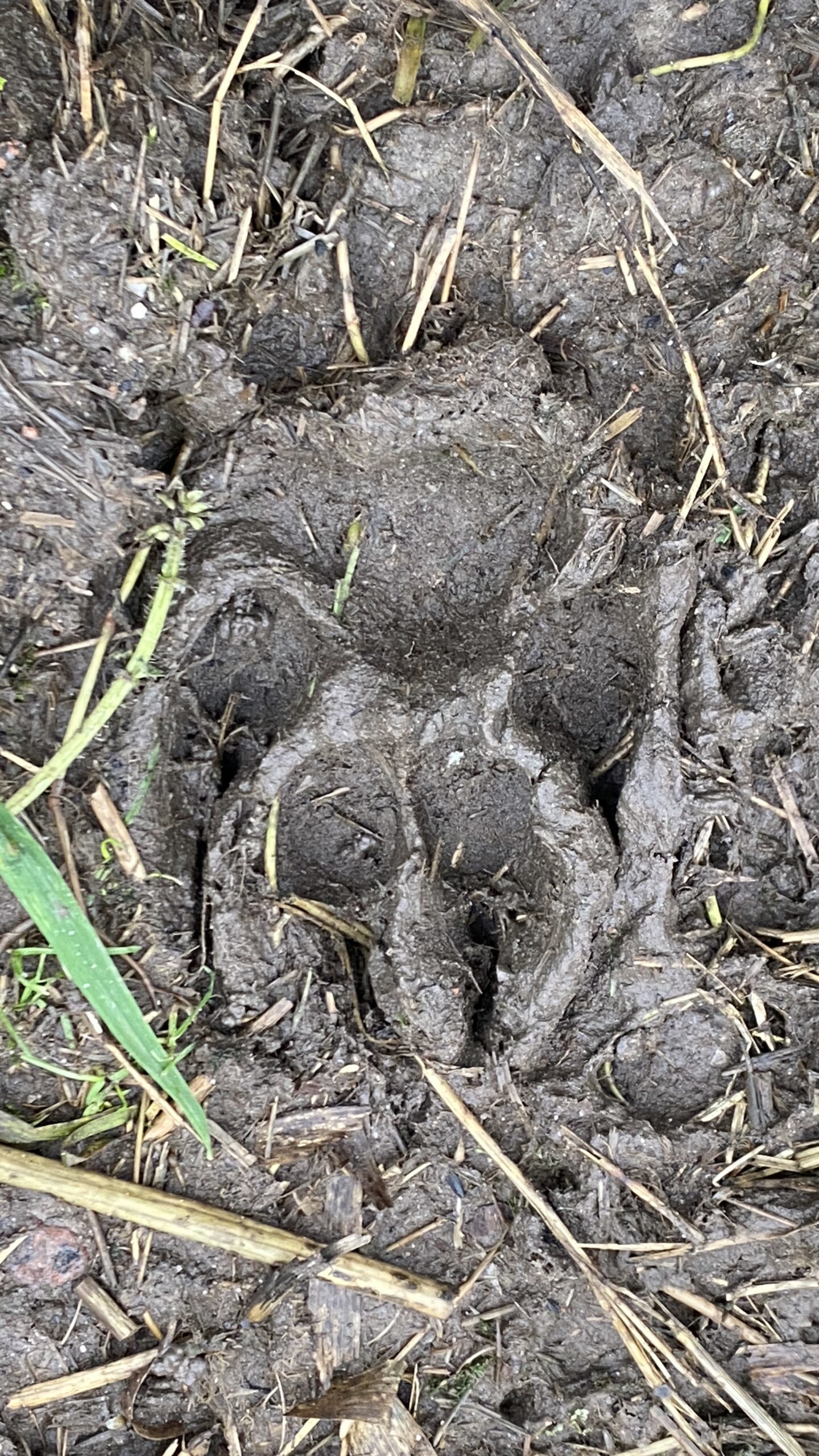 Footprints found at Ince Marshes. Images: Puma Watch North Wales