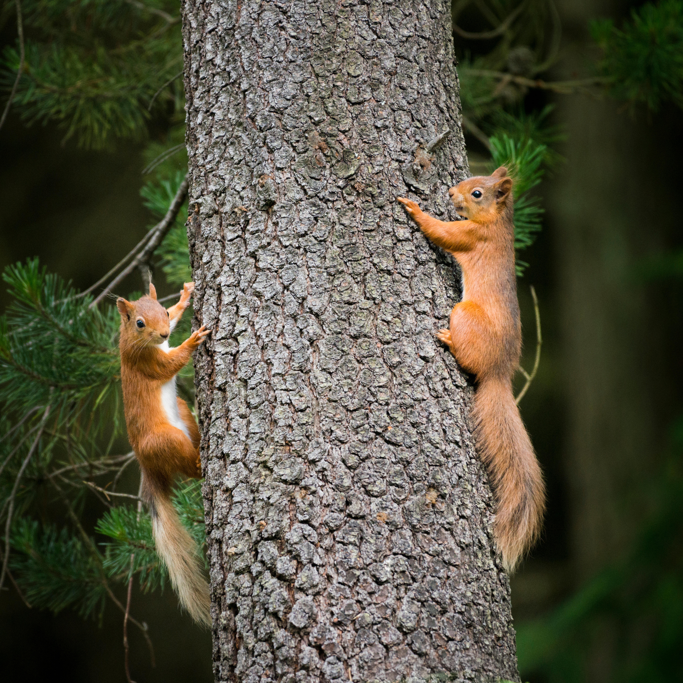A Generic Photo of two red squirrels. See PA Feature TRAVEL Squirrel. Picture credit should read: Alamy/PA.