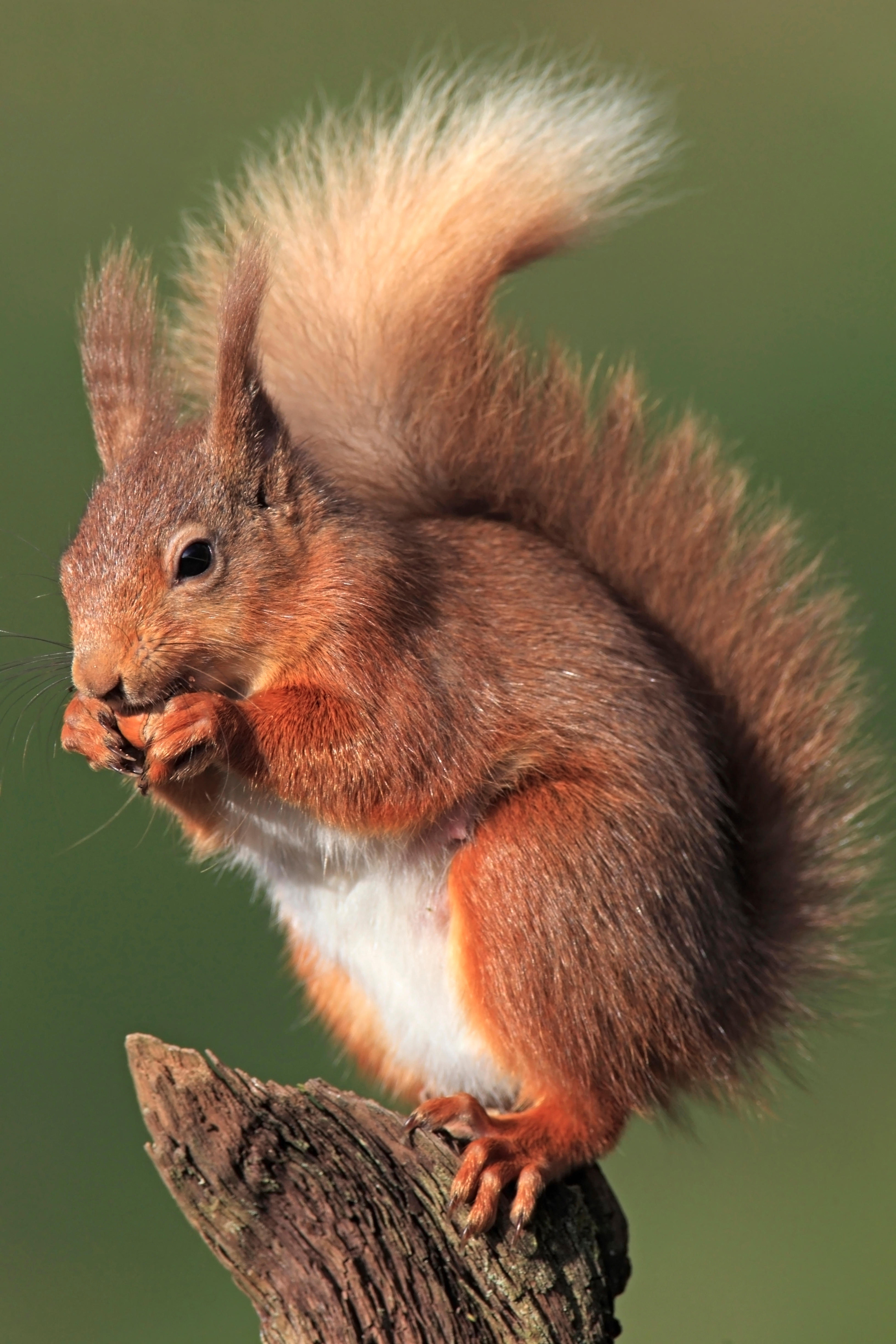 A Generic Photo of a red squirrel. See PA Feature TRAVEL Squirrel. Picture credit should read: Alamy/PA.
