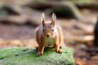 Undated Handout Photo of a red squirrel. See PA Feature TRAVEL Squirrel. Picture credit should read: Keilidh Ewan/Scottish Wildlife Trust/PA.