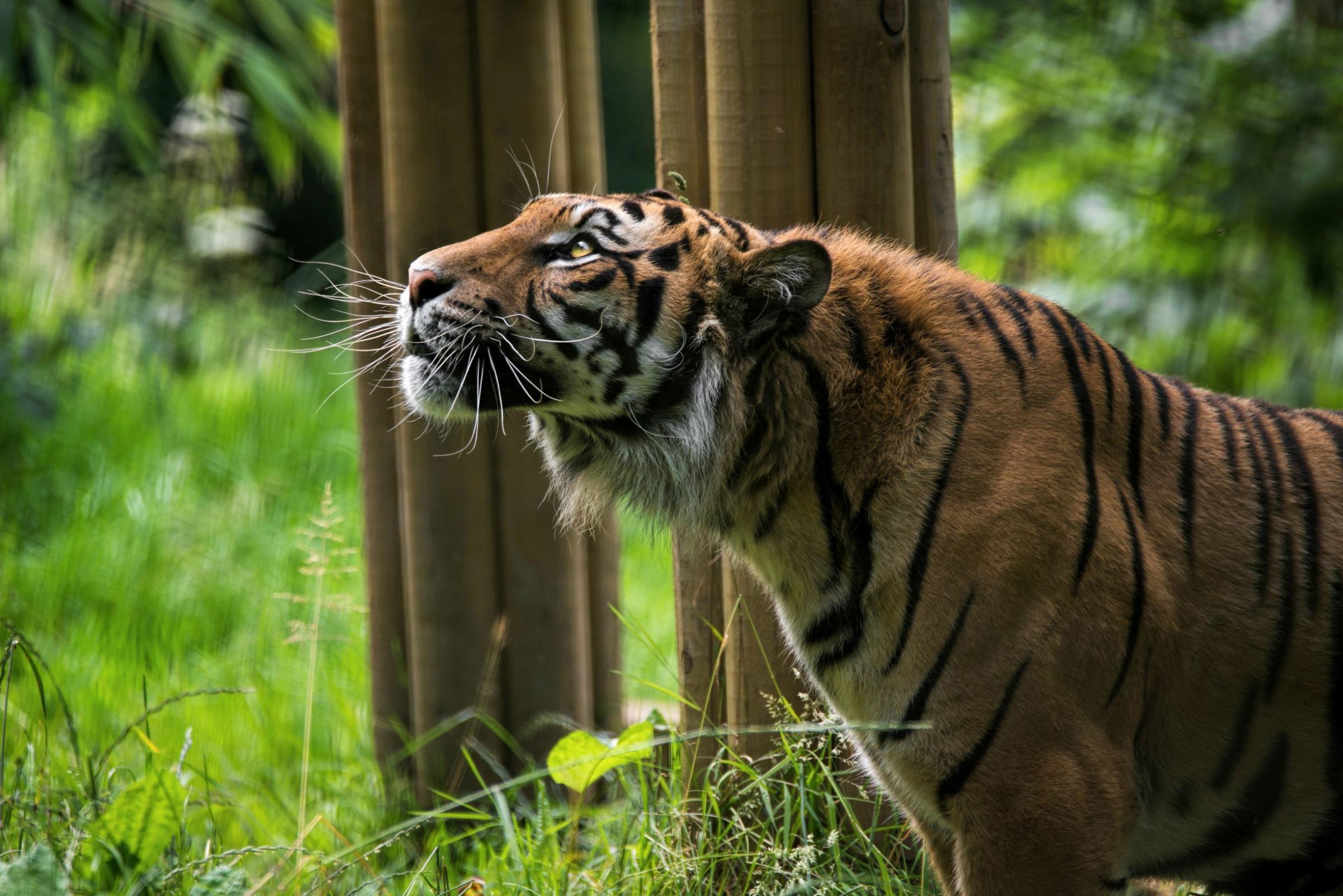 Sumatran tiger at Welsh Mountain Zoo. Photo: Shaun Wilson