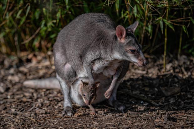 A new born dusky pademelon joey peeks out of its mum's pouch for the first time at Chester