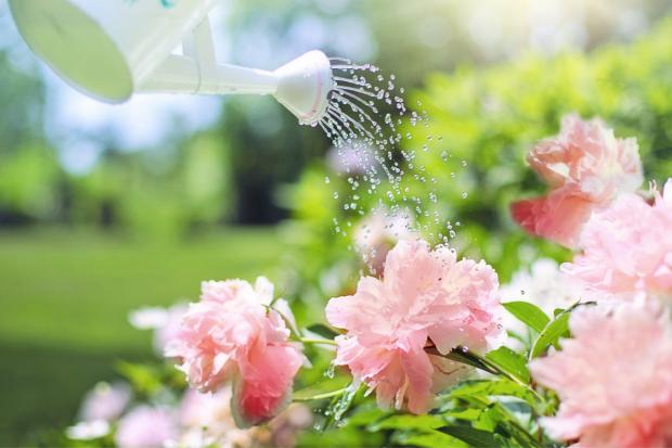 The Leader: A watering can watering some pink flowers. Credit: Canva