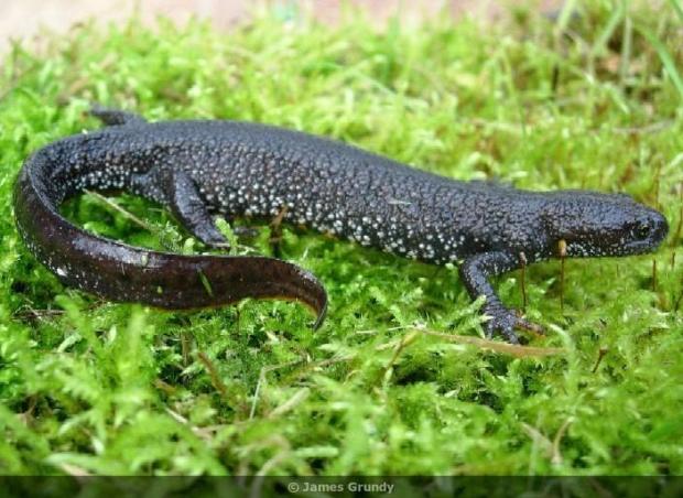 The Leader: A great crested newt. 