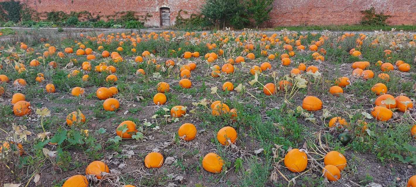 Pick-you-own pumpkins at Mostyn Kitchen Gardens.