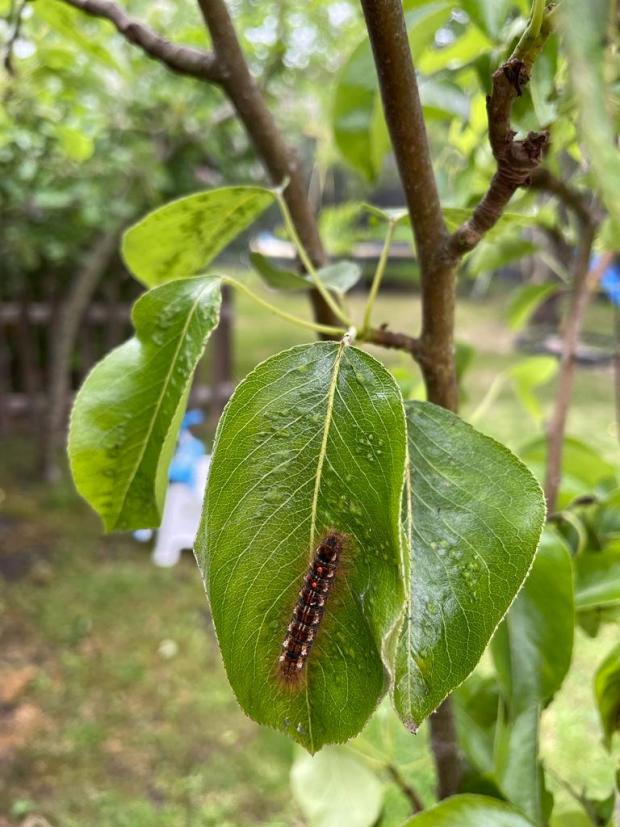 The Leader: Caterpillar rash caused by brown tail moth caterpillar. (SWNS)