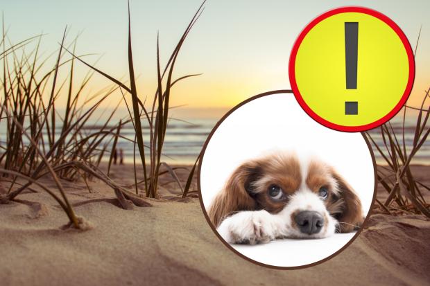 Keep pets safe during warm weather RSPCA warns