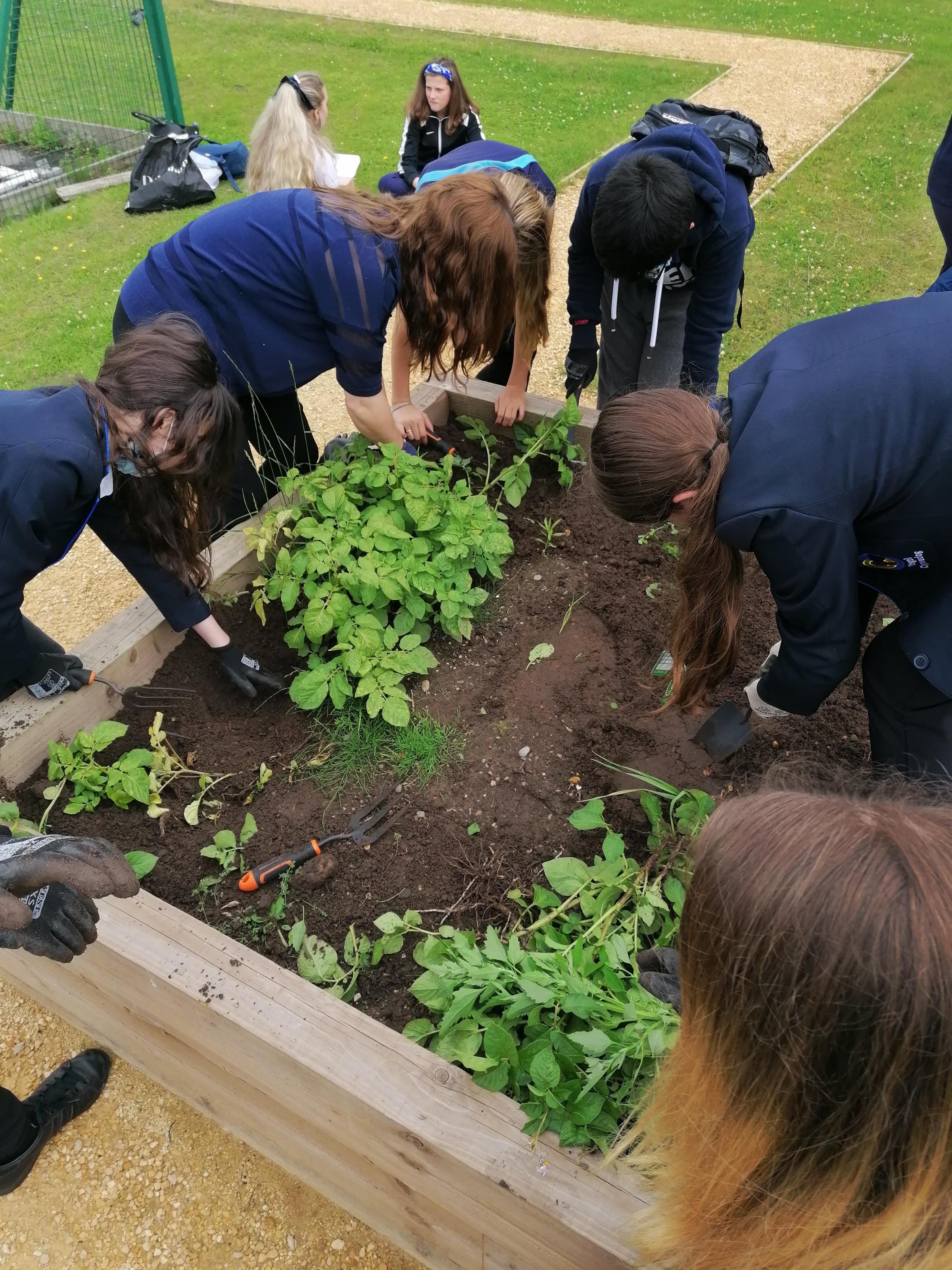 Growing produce in the Ysgol Clywedog Eco-Taskforce.