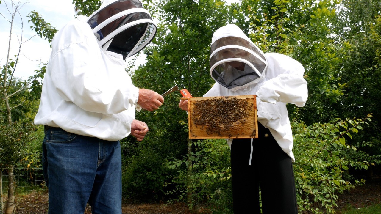 Beekeeping at Moneypenny in Wrexham.