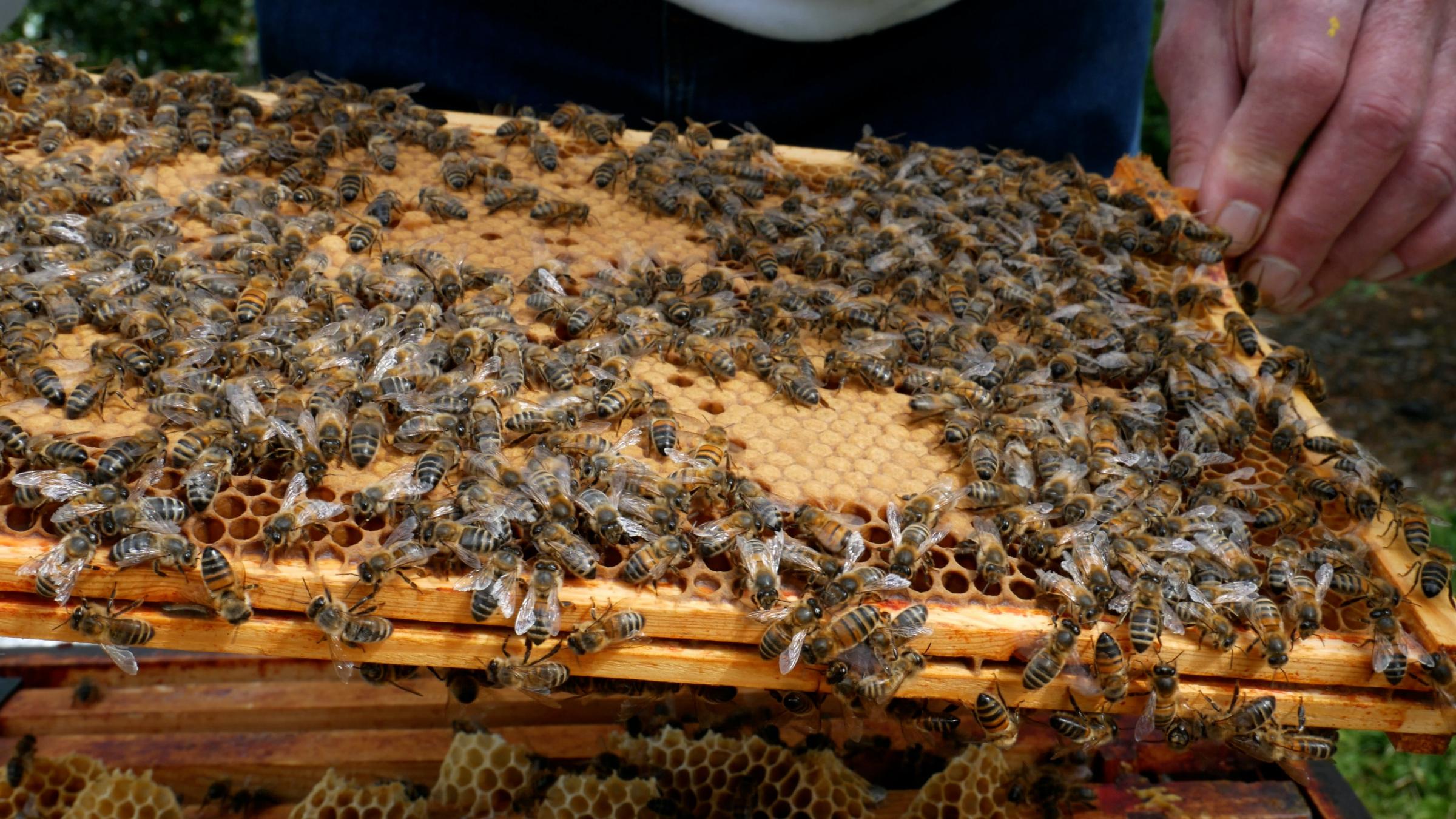 British honeybees at Moneypenny in Wrexham.