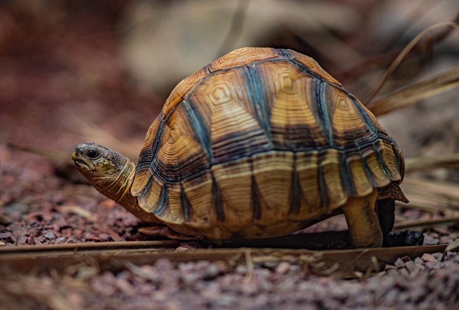 A plucky male ploughshare tortoise, nicknamed Hope, is now part of a vital conservation-breeding programme for the critically endangered species at Chester Zoo, thanks to a specially fitted prosthetic mobility support.