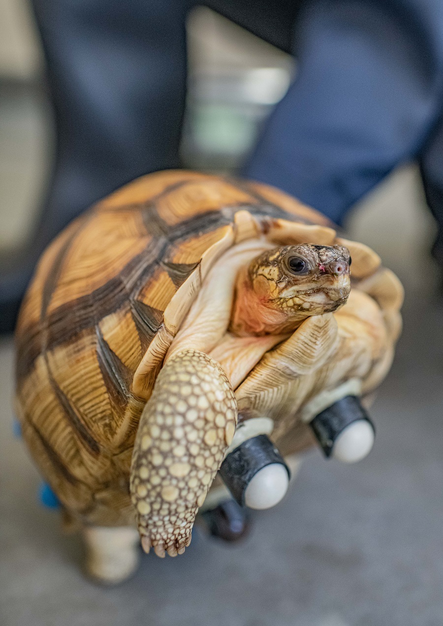 A plucky male ploughshare tortoise, nicknamed Hope, is now part of a vital conservation-breeding programme for the critically endangered species at Chester Zoo, thanks to a specially fitted prosthetic mobility support.