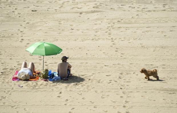 The Leader: Surfaces such as sand can absorb a lot of heat on sunny days and burn pet’s paws. Picture: PA