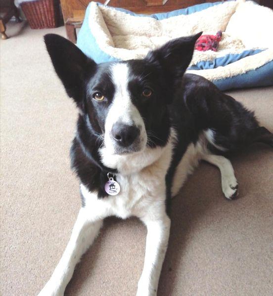 The Leader: Tilly the collie 