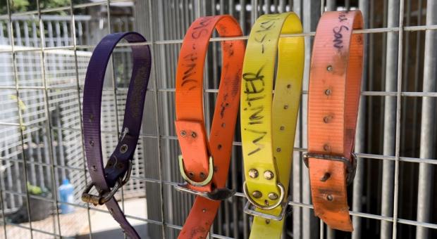 The Leader: Collars for the dogs at Skylors animal rescue