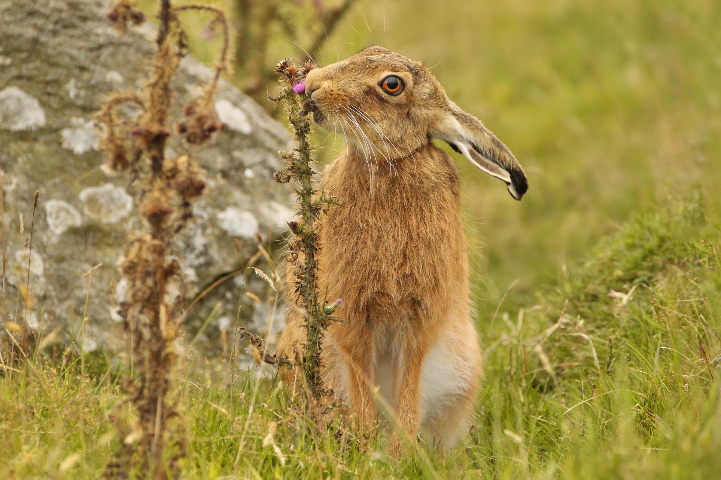 Brown Hare Enjoying A Thistle For Tea