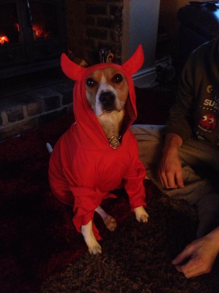 Missi brings out the devil inside her for Woofs and Walkies.