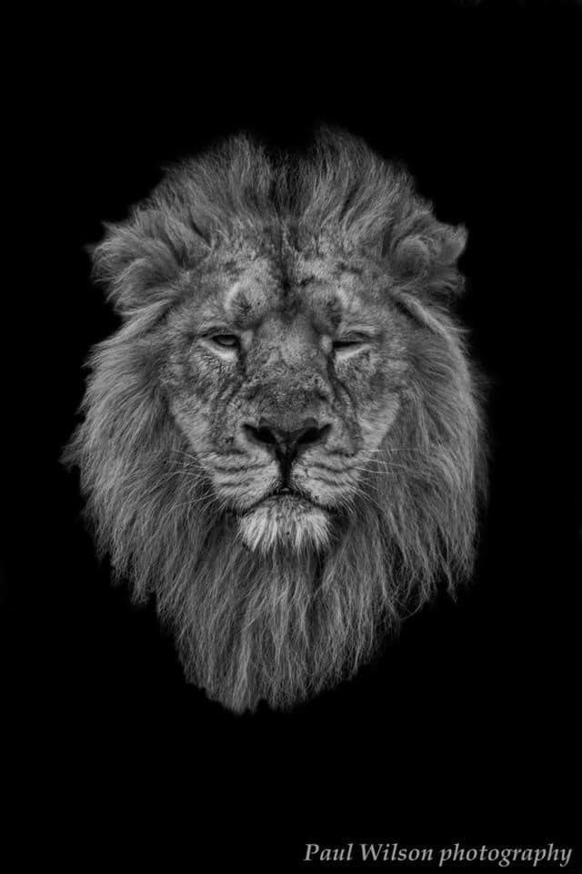 Lion. Picture: Paul Wilson