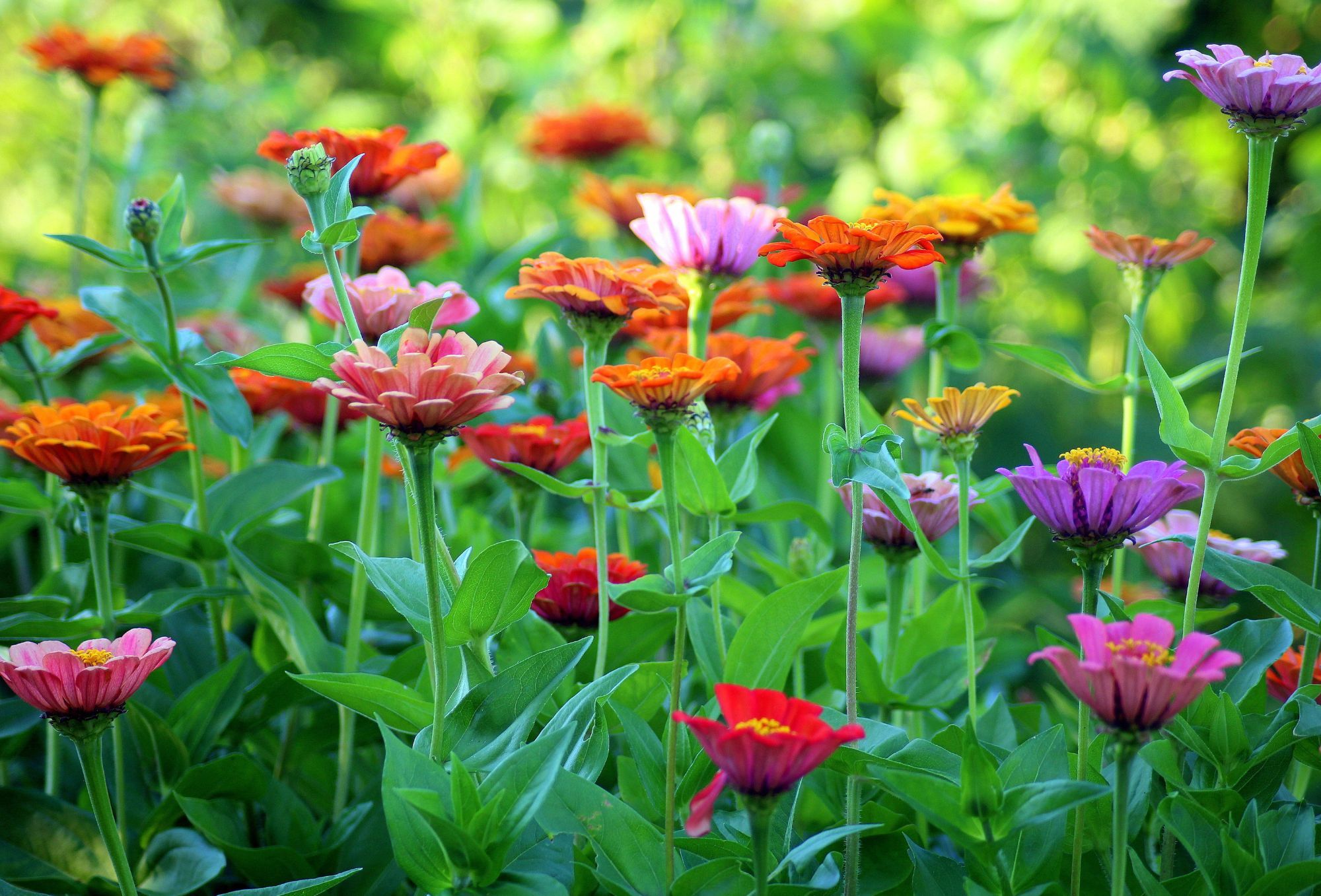 Find garden inspiration with Aura Libraries. Photo: Pixabay