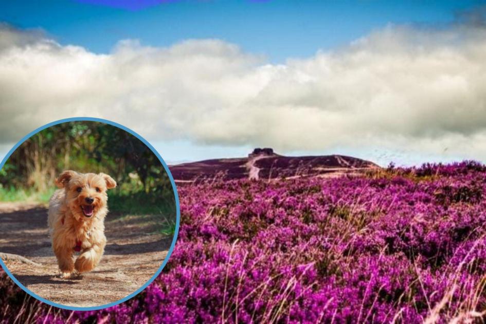 Owners told to keep dogs on leads at Moel Famau and other beauty spots