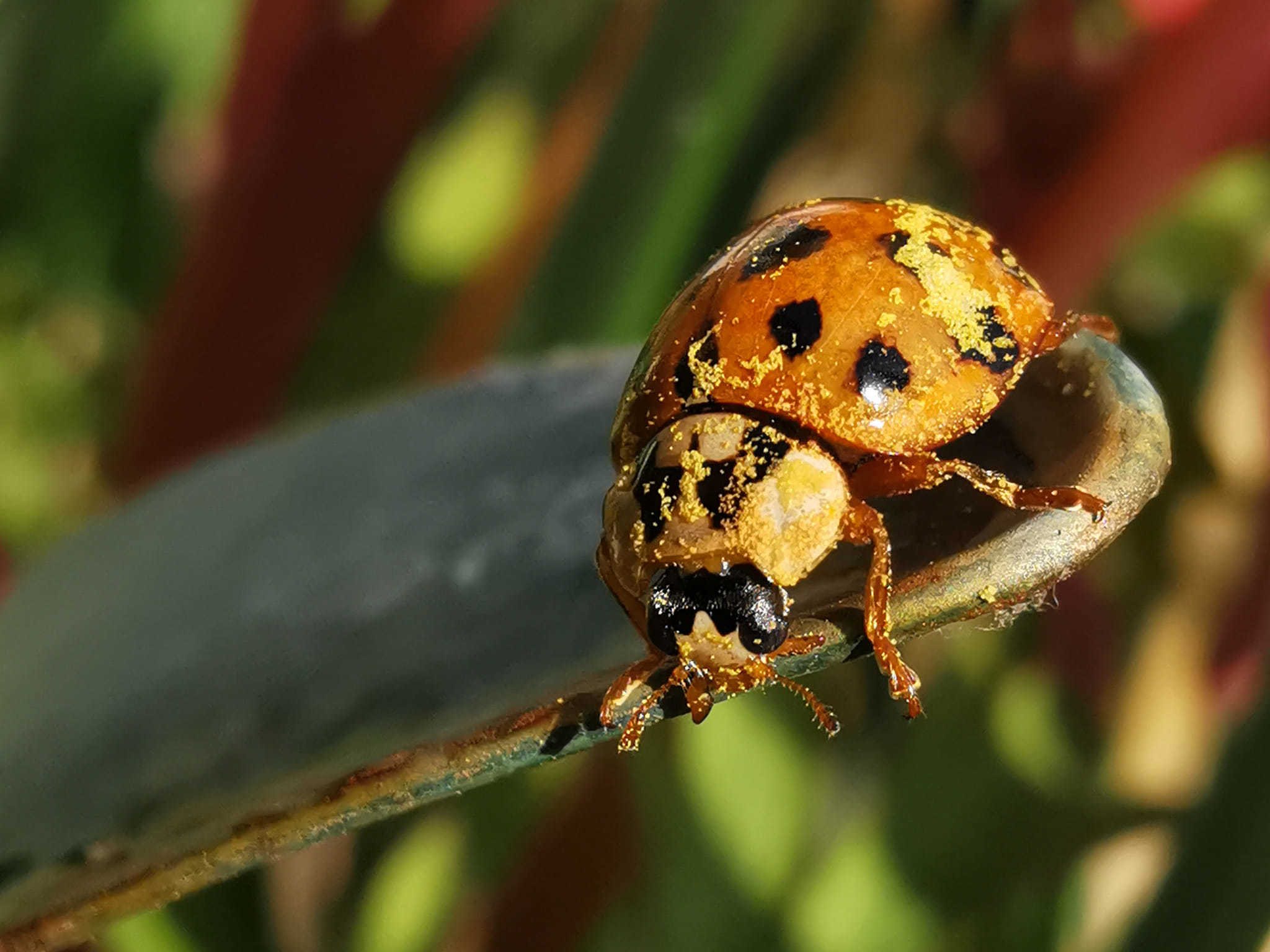 Pollen-covered ladybug. Picture: N.J Photography