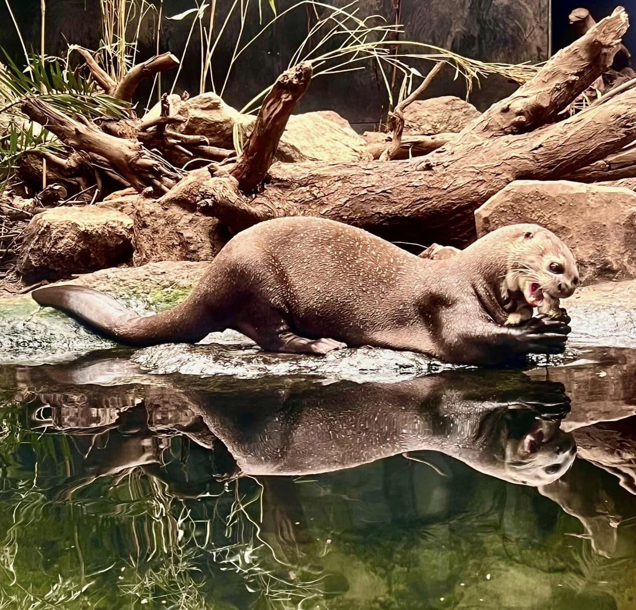 At Chester Zoo. Picture: Danni Hughes