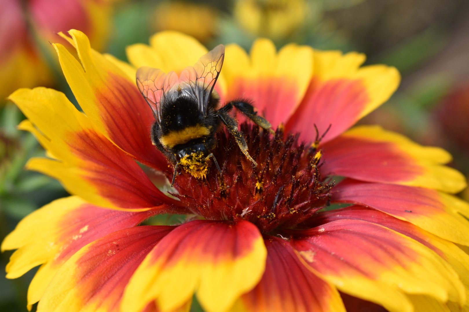 Bumblebee covered in pollen.