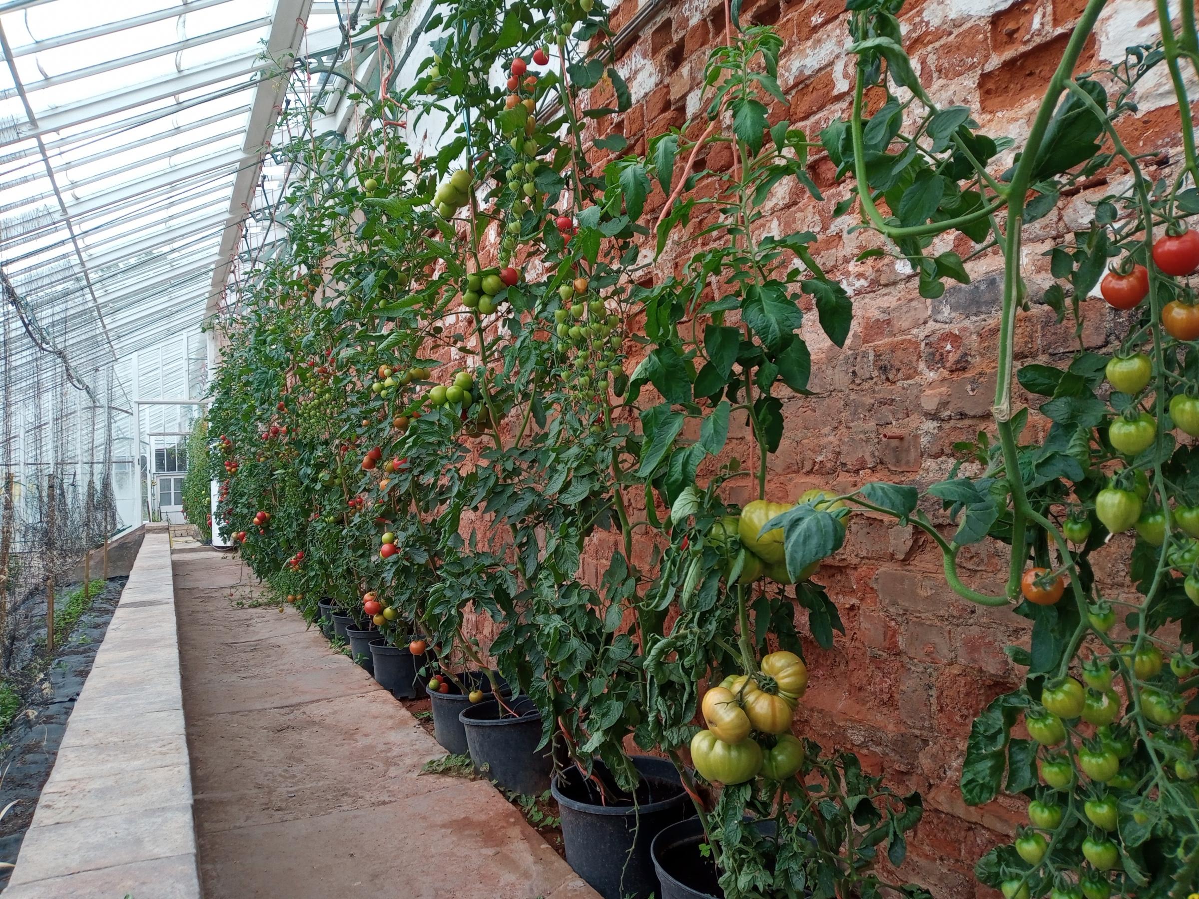 Tomatoes growing inside the Victorian greenhouses.