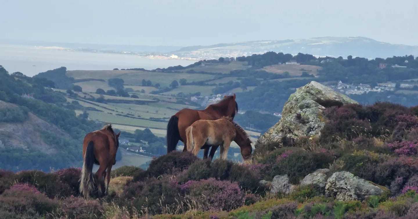 Conwy Mountain and wild ponies. Picture: Sarah Jordan