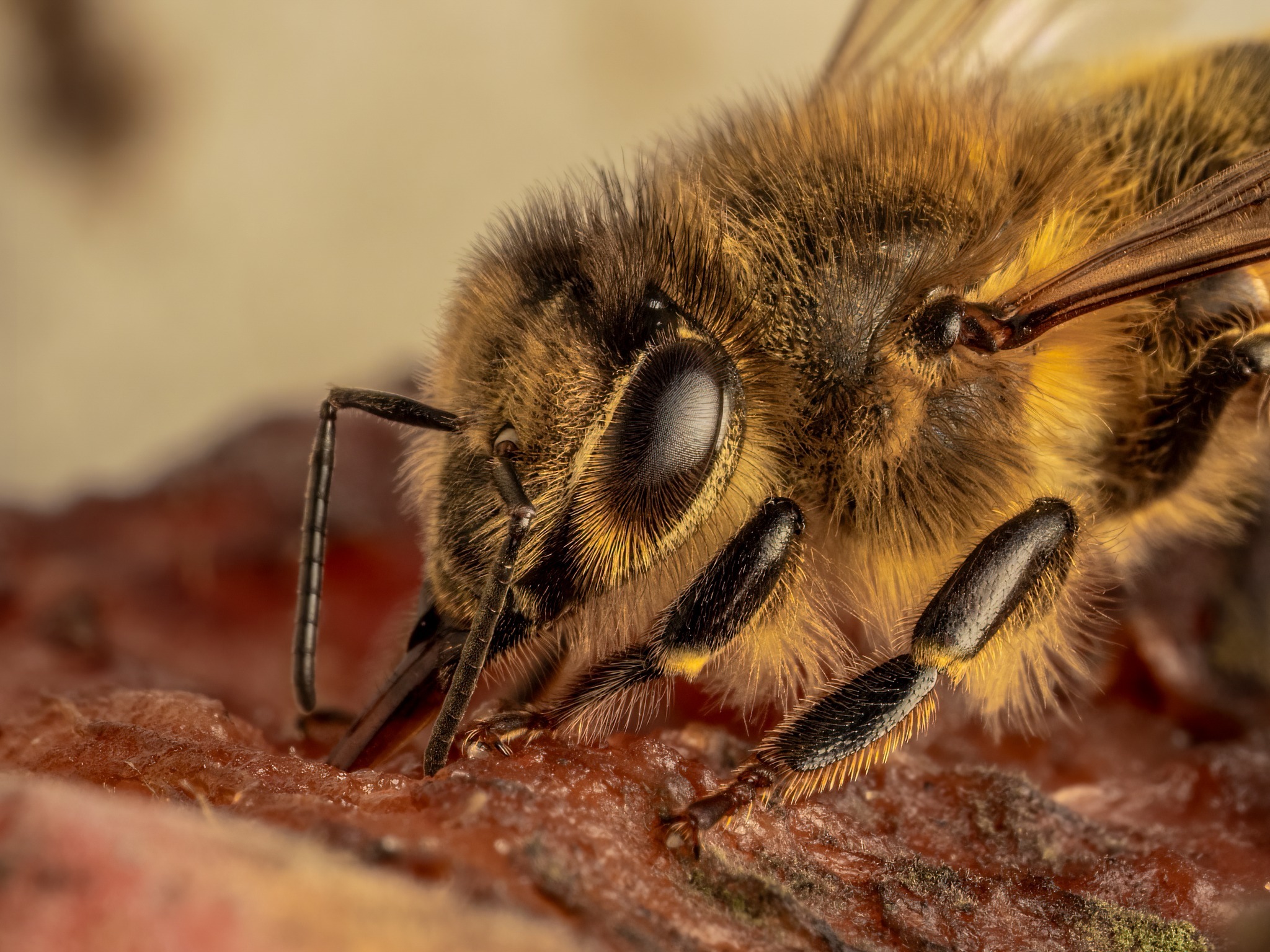 Worker honey bee. Picture: Dave Jowitt