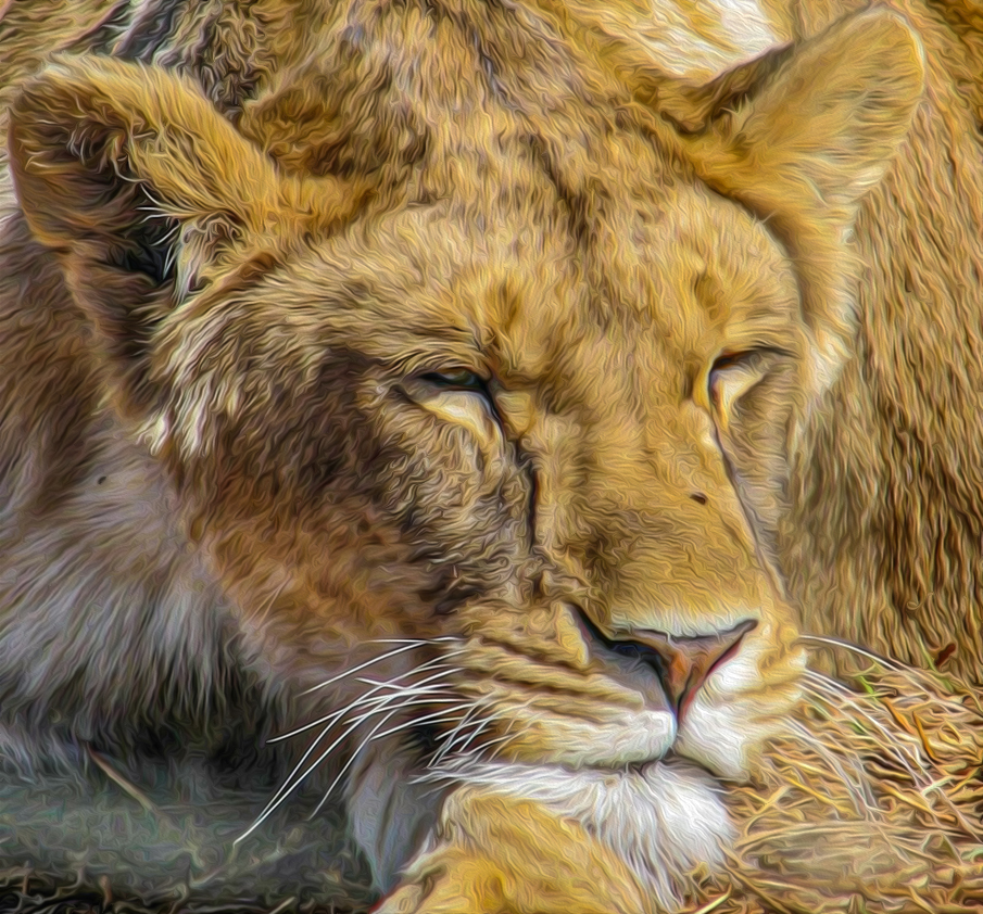 Sleeping lion.