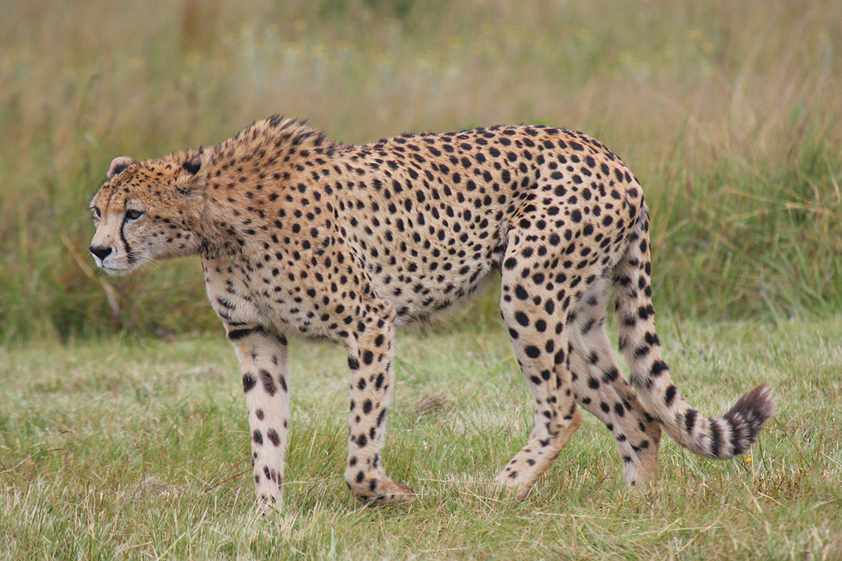 Cheetah on the prowl.