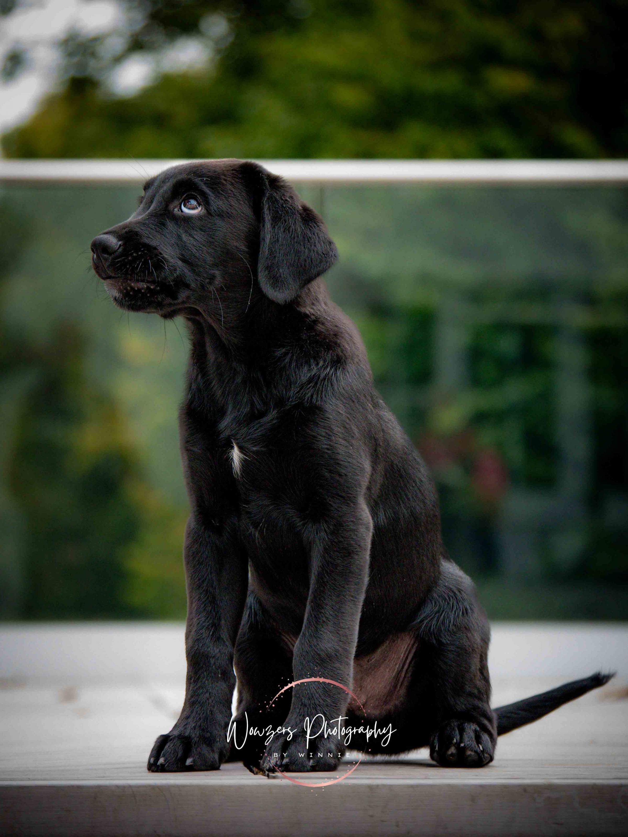 Albert Puppy, labrador cross Newfoundland, 12-weeks-old.