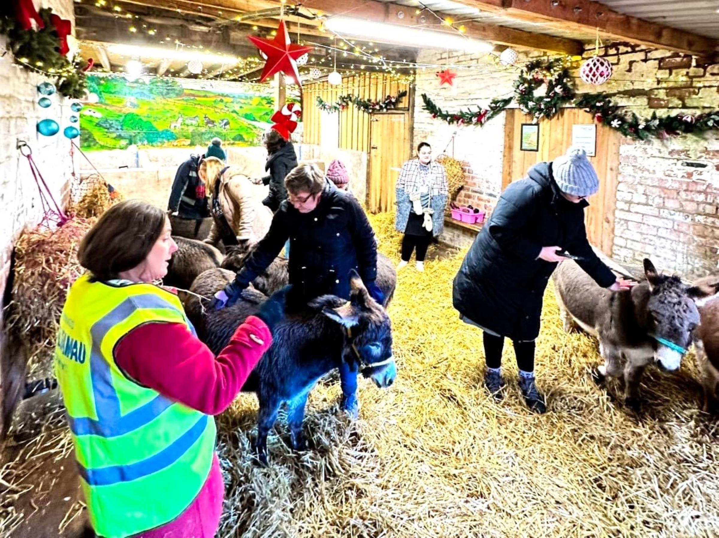 The Moel Famau Donkeys are taking on a Christmas charity challenge for Cherish Wrecsam.