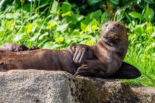 A male giant otter, called Man&uacute;, has arrived at Chester Zoo to help save his species.