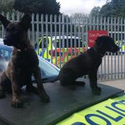 From left; Trainee police dogs Logan and Keo at the Alliance building in Deeside