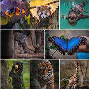 PIC COLLAGE: A virtual day at the zoo was enjoyed by thousands on March 27