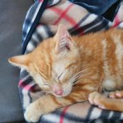 Tango the kitten. Photo: Scottish Borders Council