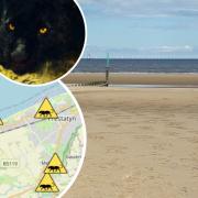Couple reported seeing a large black panther in Rhyl.