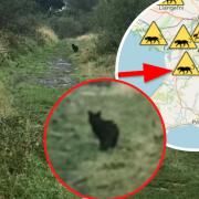 Big cat sighting in Dorothea Quarry. Images: Puma Watch North Wales