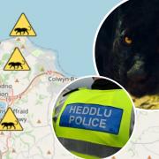 A sighting of a 'back panther' in Conwy was reported to police.