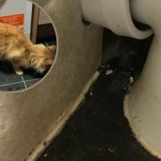 A Mold Cat got stuck in a tiny gap behind a toilet