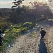 National Trust Cymru have unveiled some of the most picturesque country trails at their sites across Wales, all of which are dog friendly.
