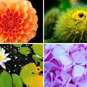 Members of the Leader Camera Club take on 'flowers' challenge.